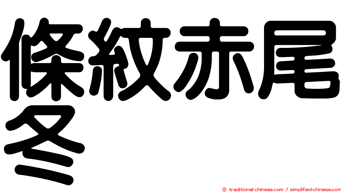 條紋赤尾冬