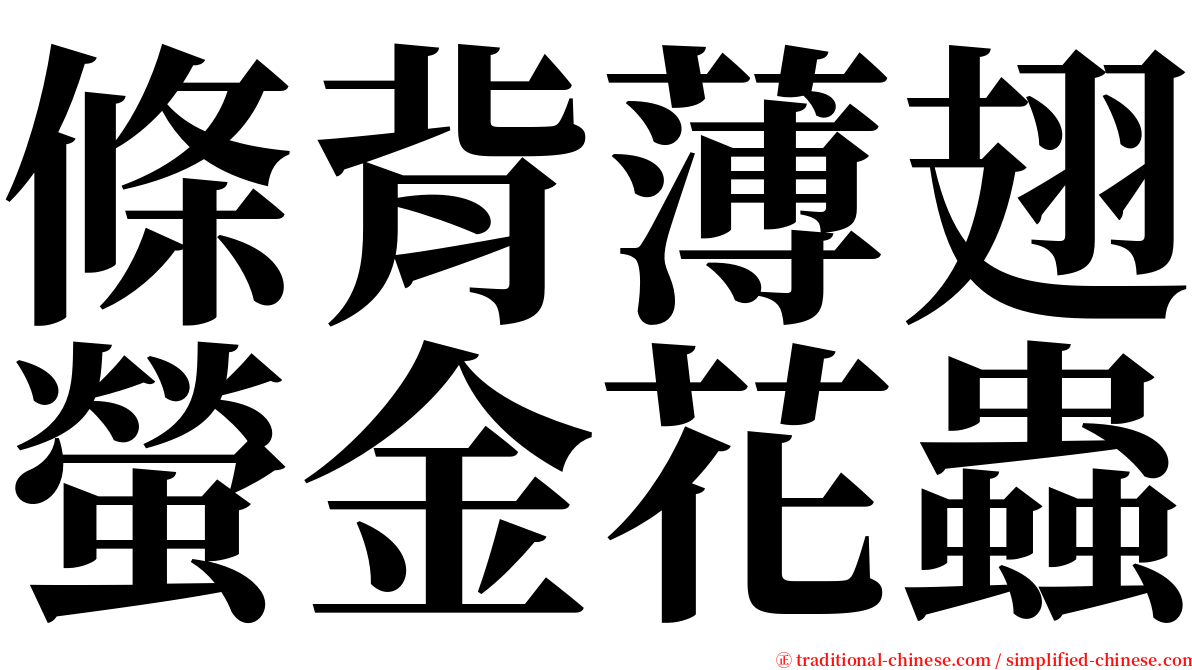 條背薄翅螢金花蟲 serif font