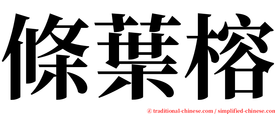 條葉榕 serif font