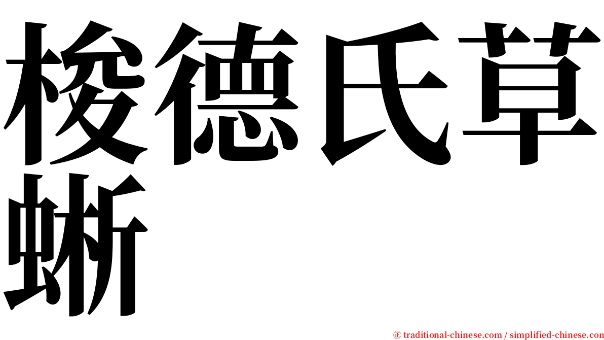 梭德氏草蜥 serif font