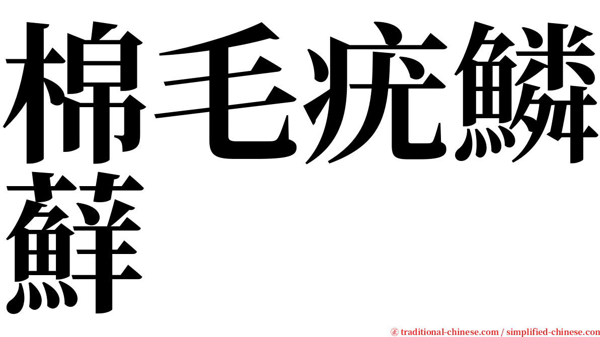 棉毛疣鱗蘚 serif font