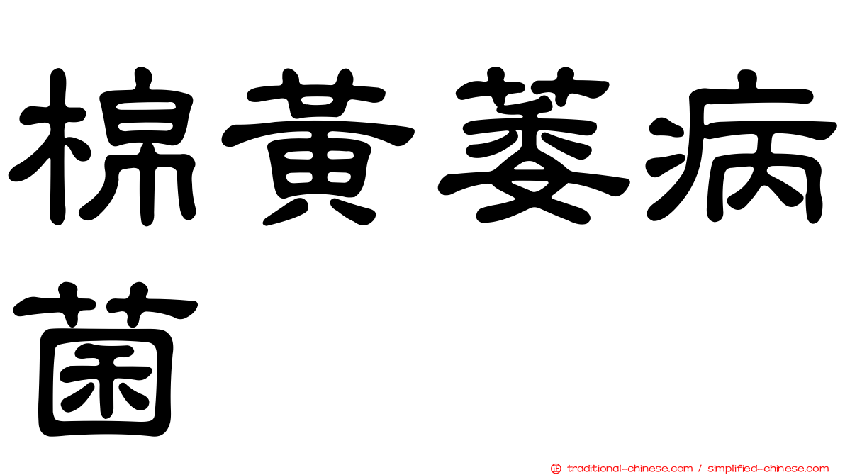 棉黃萎病菌