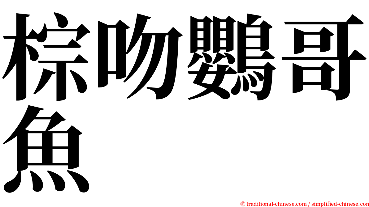 棕吻鸚哥魚 serif font