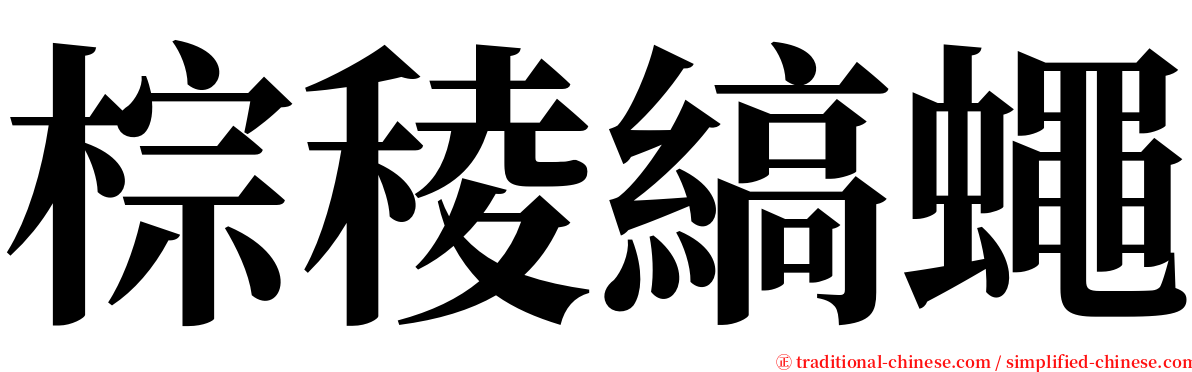 棕稜縞蠅 serif font