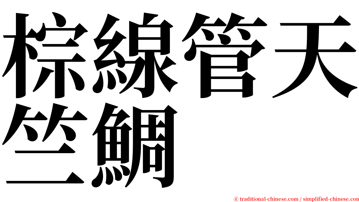 棕線管天竺鯛 serif font