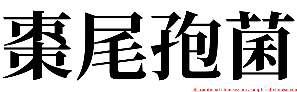 棗尾孢菌 serif font