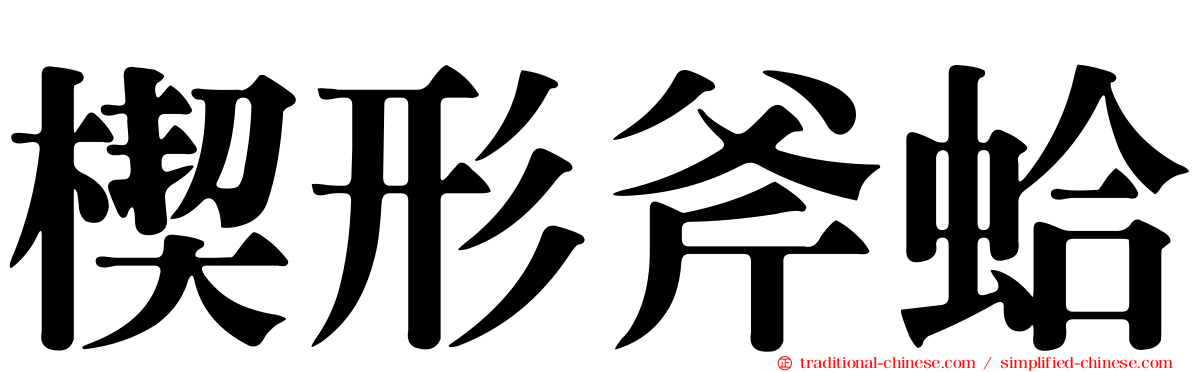 楔形斧蛤