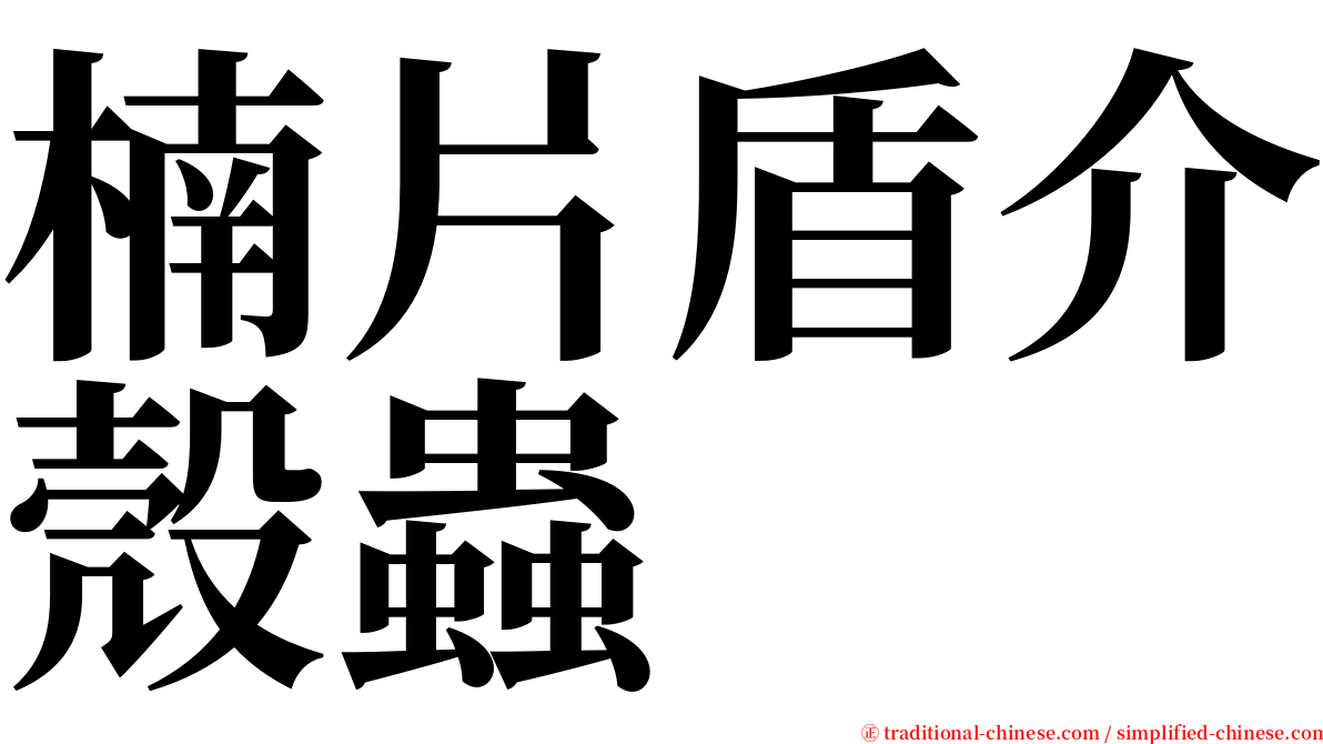 楠片盾介殼蟲 serif font