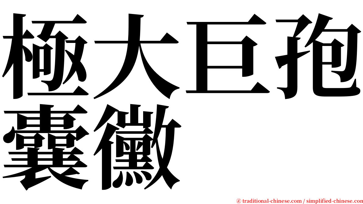 極大巨孢囊黴 serif font