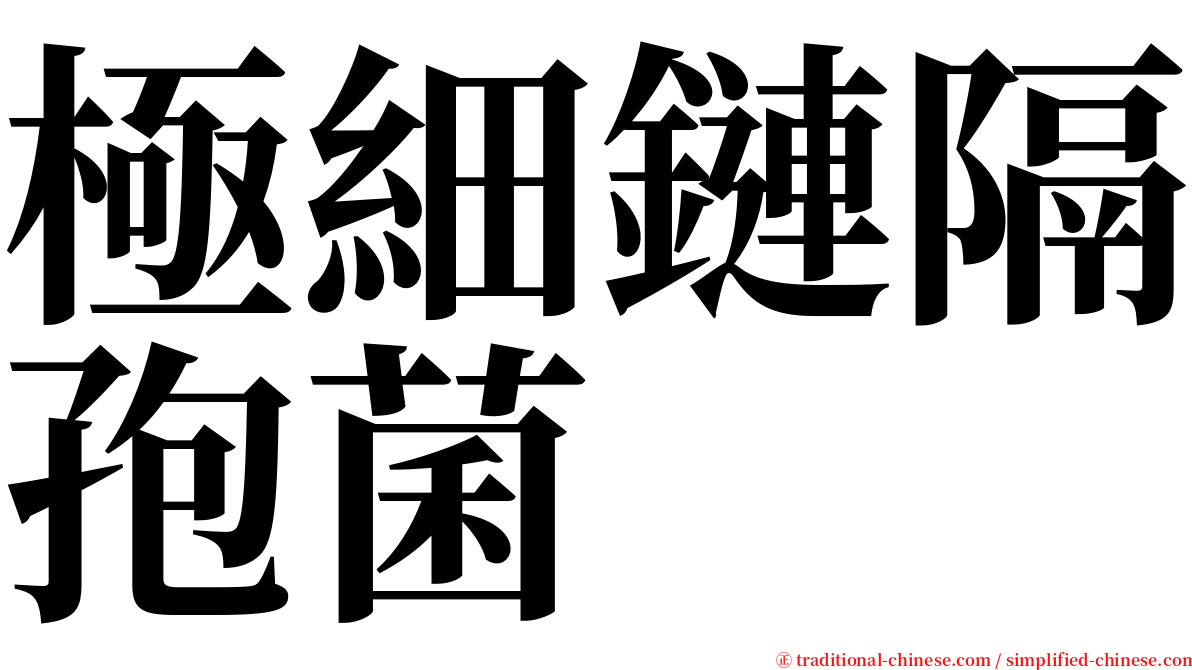 極細鏈隔孢菌 serif font