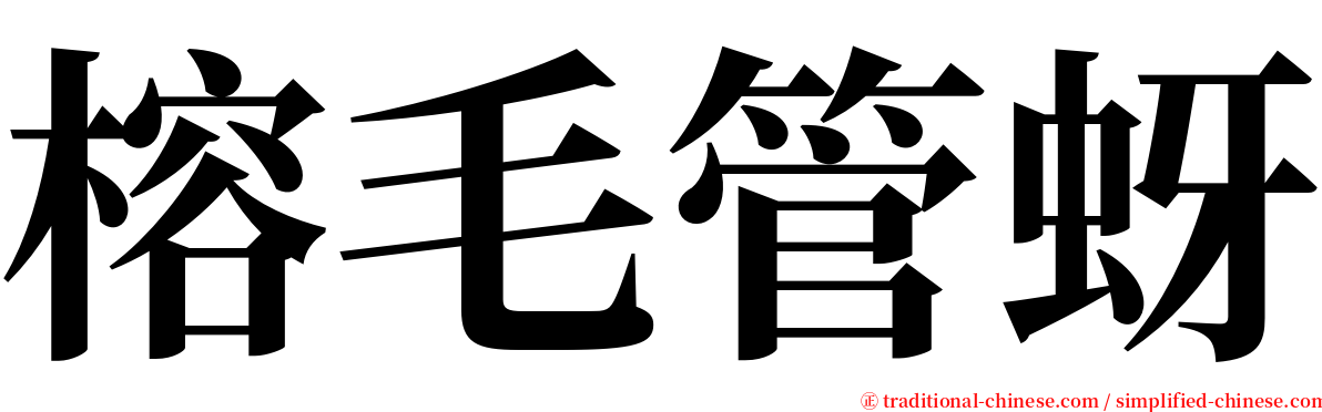 榕毛管蚜 serif font