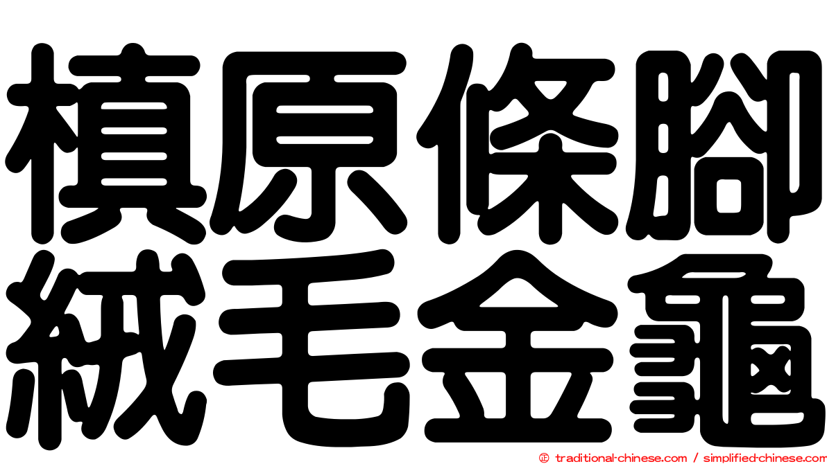 槙原條腳絨毛金龜