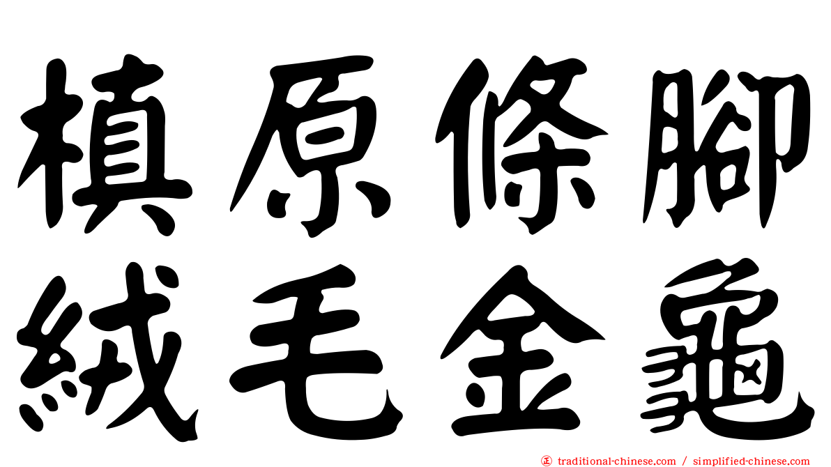 槙原條腳絨毛金龜