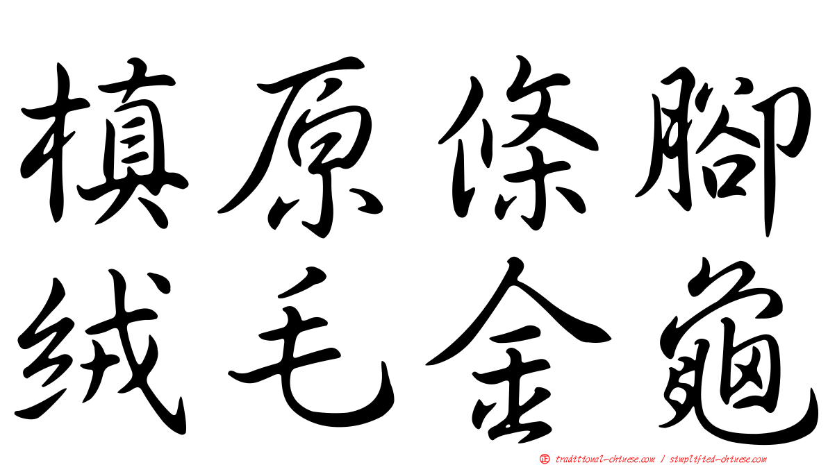 槙原條腳絨毛金龜