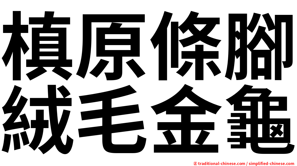 槙原條腳絨毛金龜