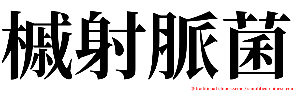 槭射脈菌 serif font