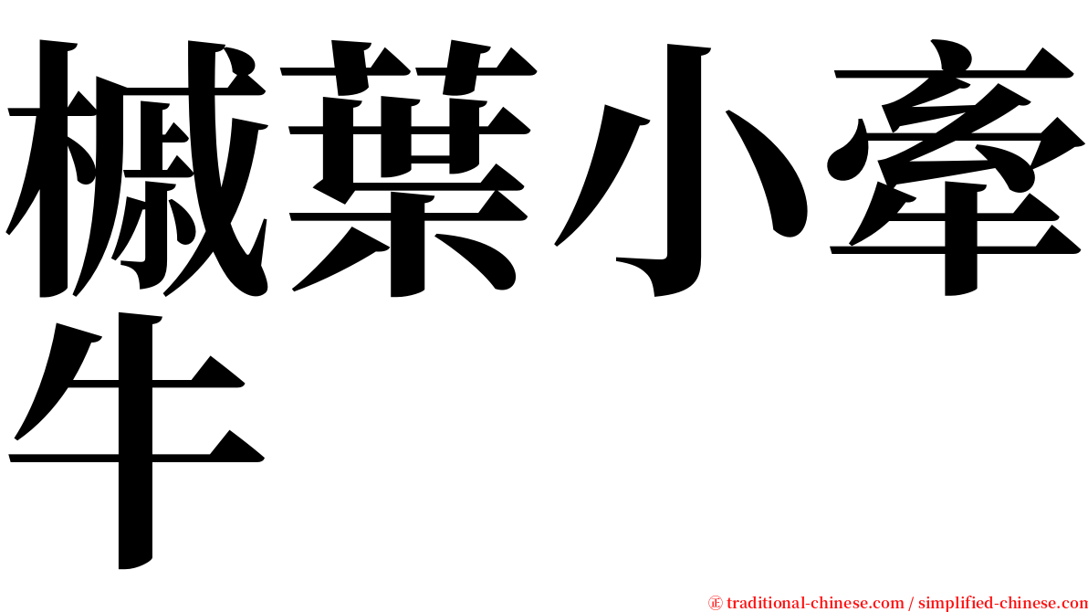 槭葉小牽牛 serif font