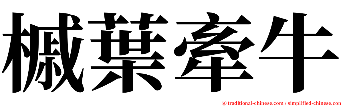 槭葉牽牛 serif font