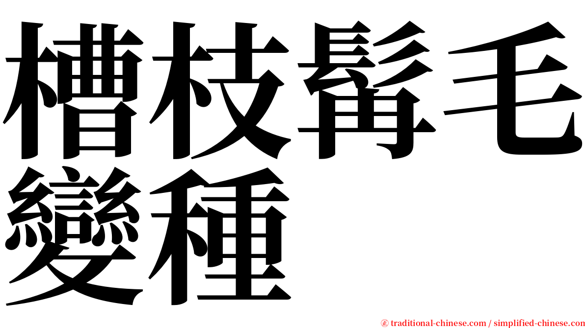 槽枝髯毛變種 serif font