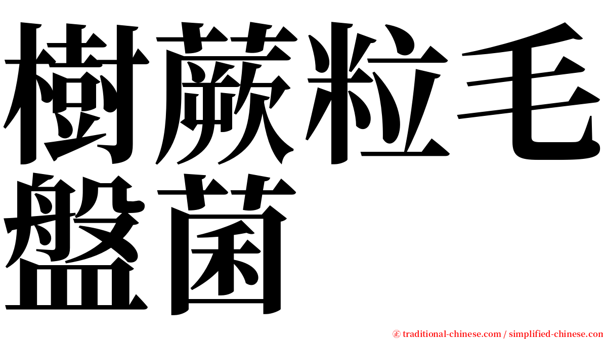 樹蕨粒毛盤菌 serif font