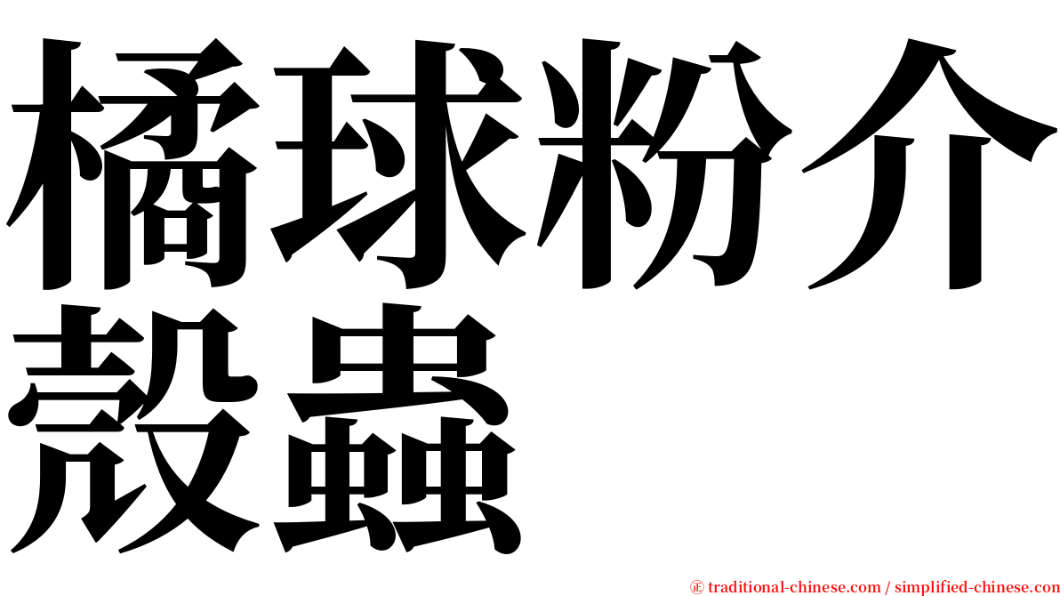 橘球粉介殼蟲 serif font