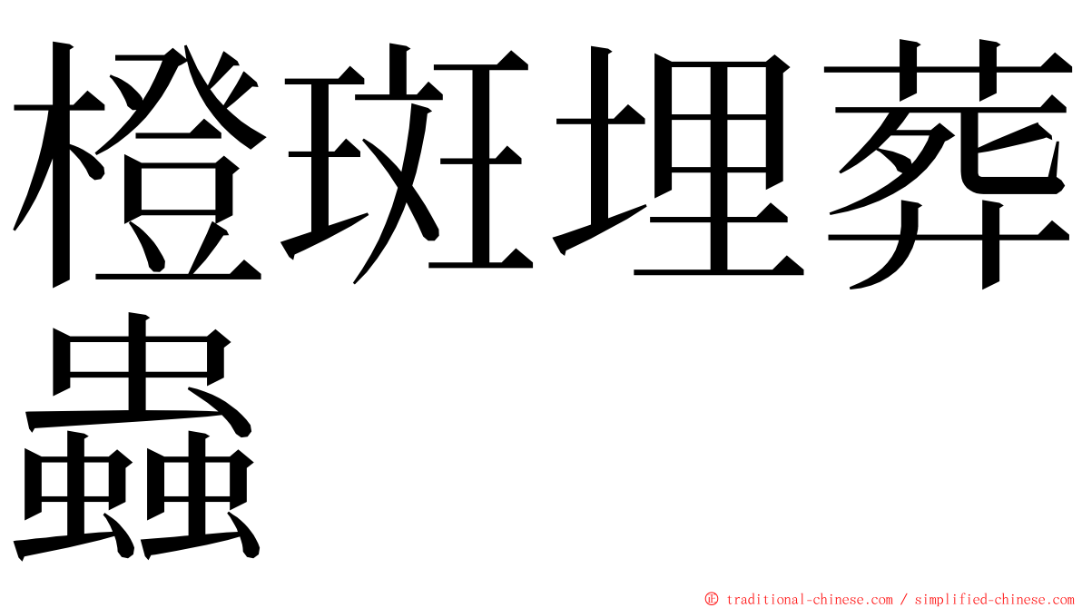 橙斑埋葬蟲 ming font