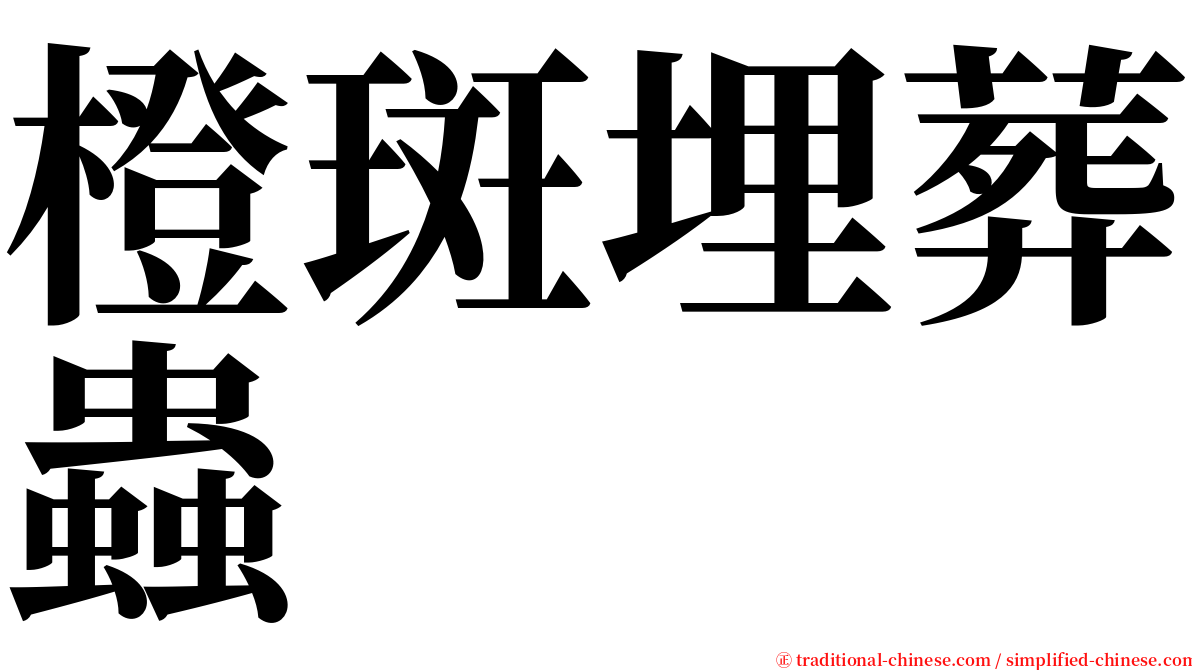 橙斑埋葬蟲 serif font