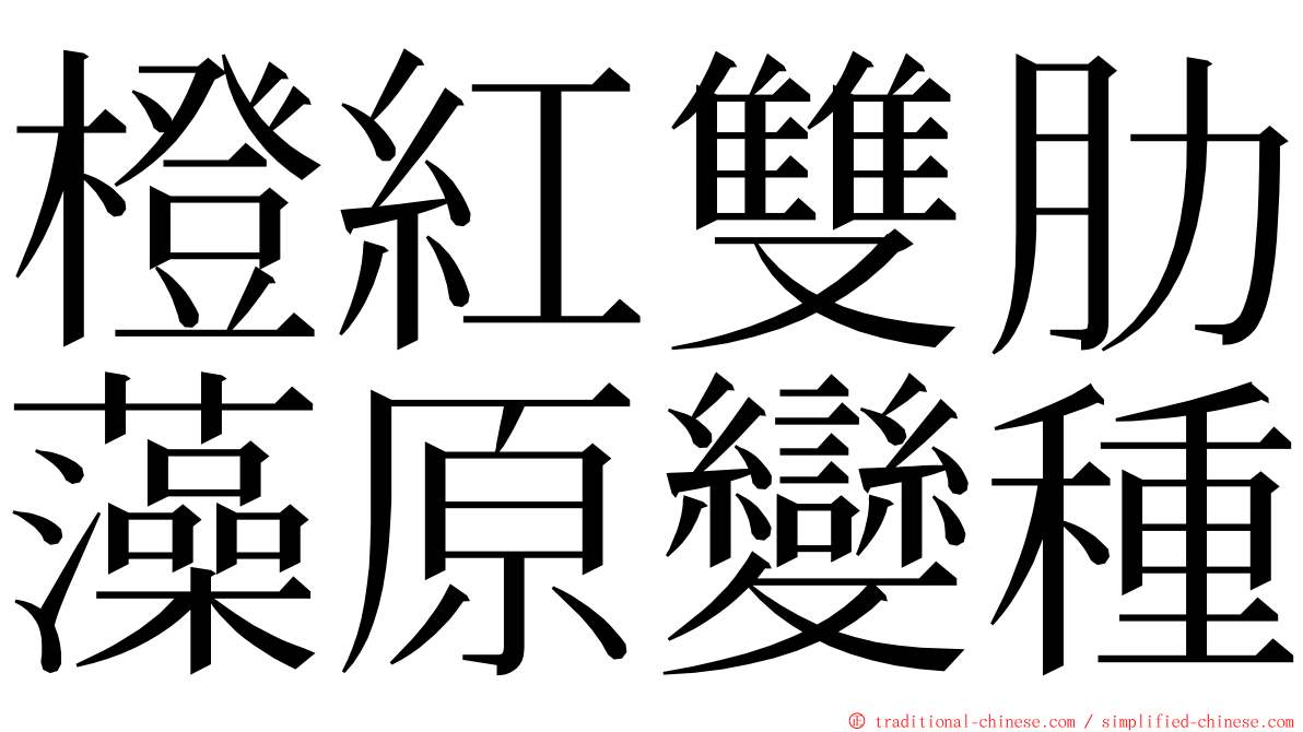 橙紅雙肋藻原變種 ming font