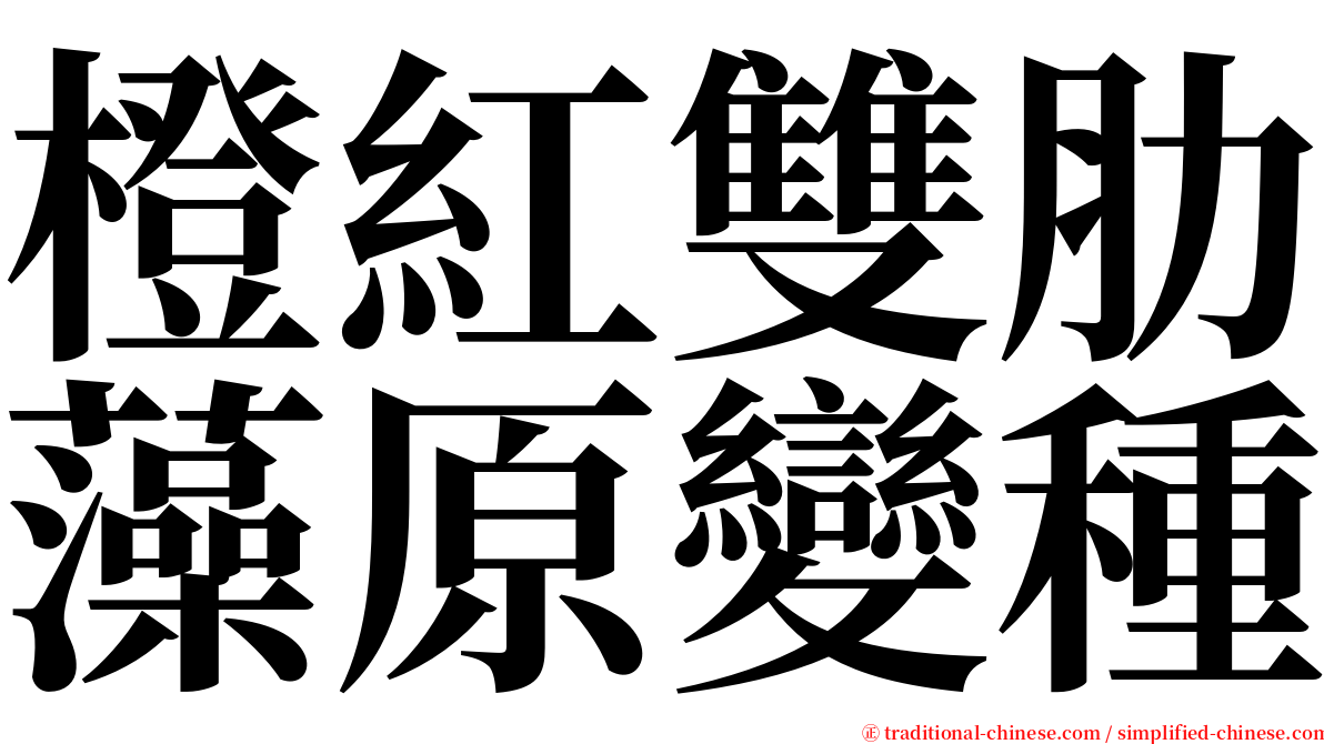 橙紅雙肋藻原變種 serif font