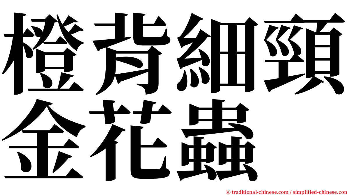 橙背細頸金花蟲 serif font