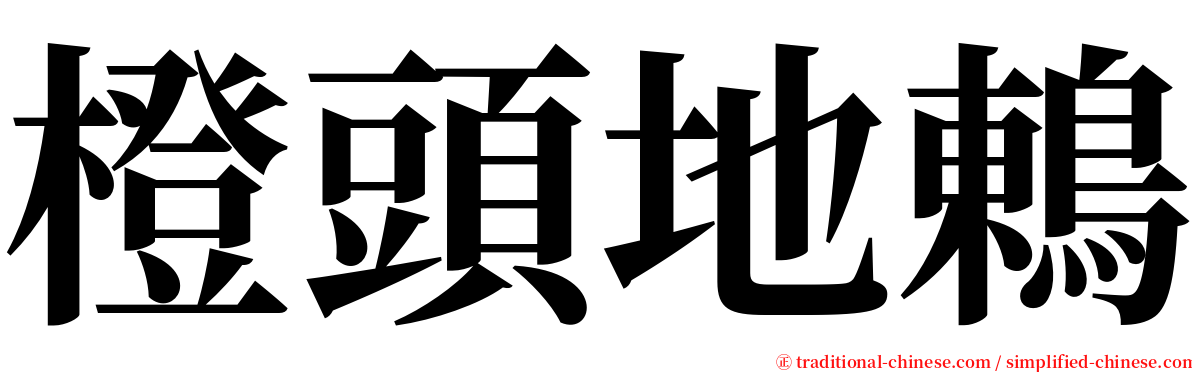 橙頭地鶇 serif font