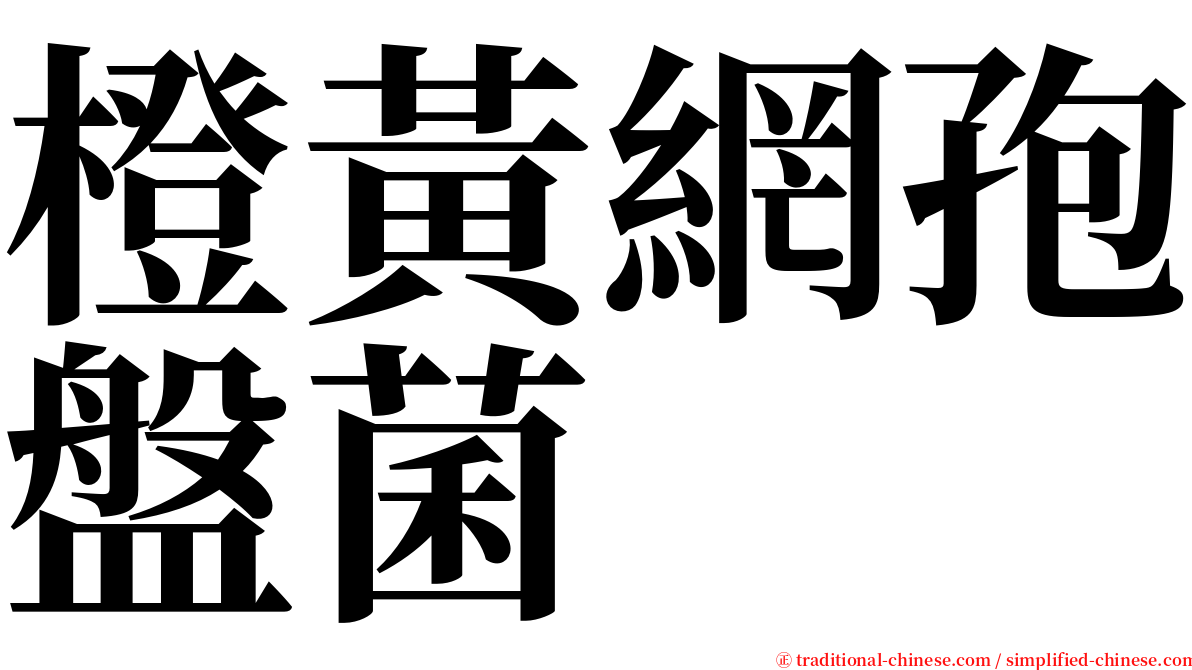 橙黃網孢盤菌 serif font