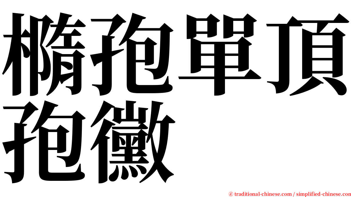 橢孢單頂孢黴 serif font