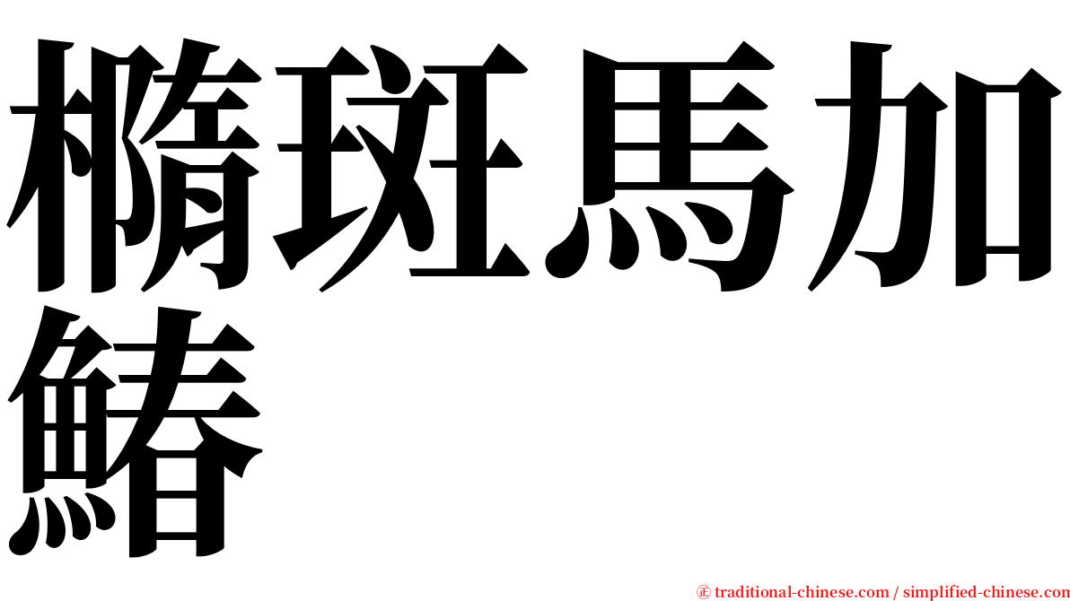 橢斑馬加鰆 serif font