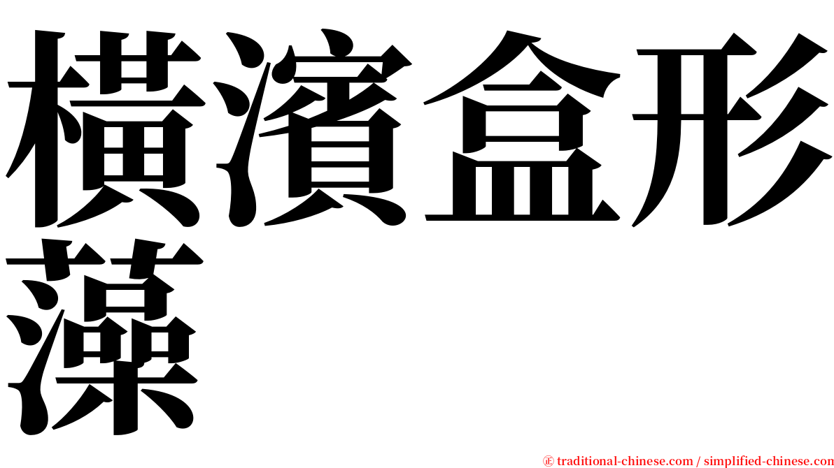 橫濱盒形藻 serif font