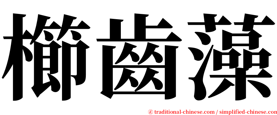 櫛齒藻 serif font