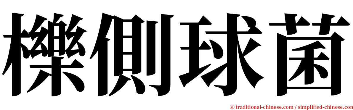 櫟側球菌 serif font