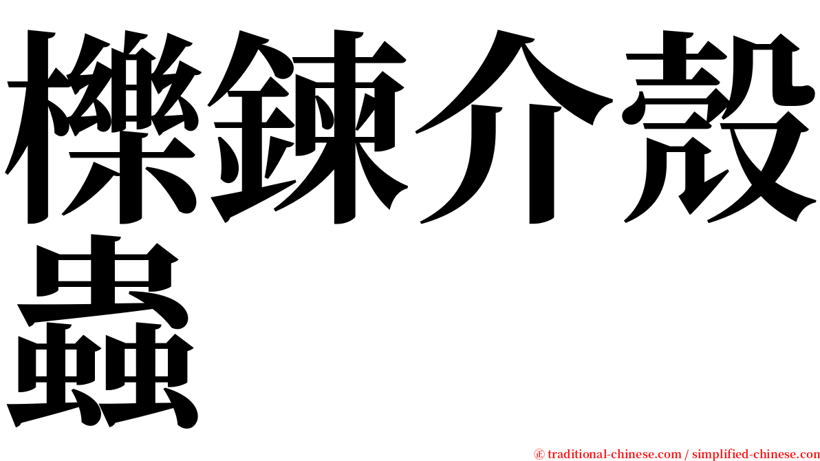 櫟鍊介殼蟲 serif font