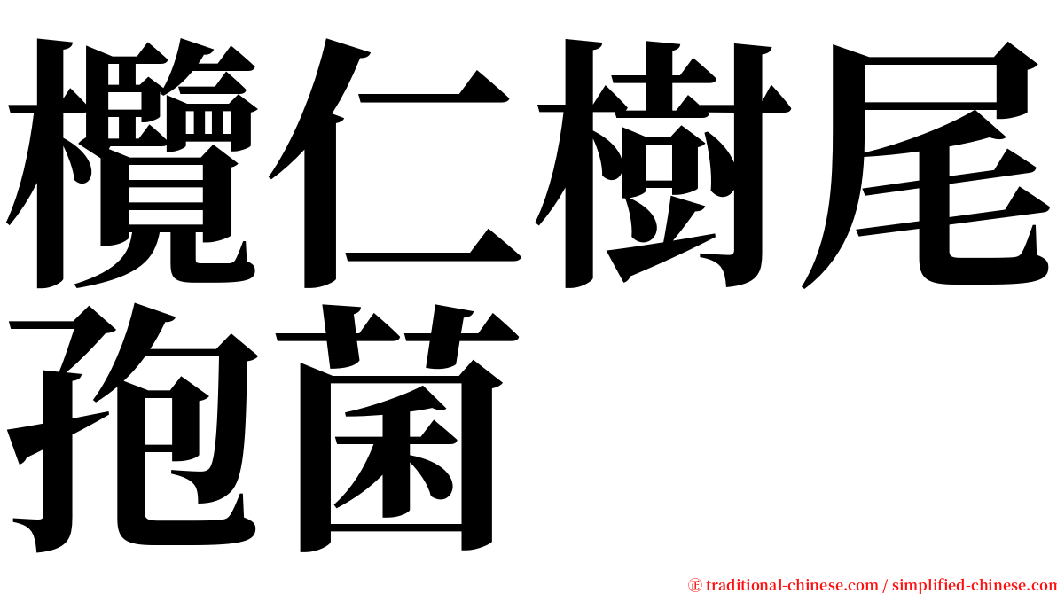 欖仁樹尾孢菌 serif font