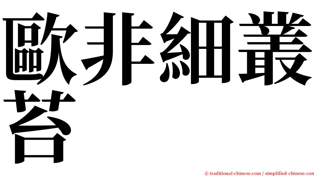 歐非細叢苔 serif font