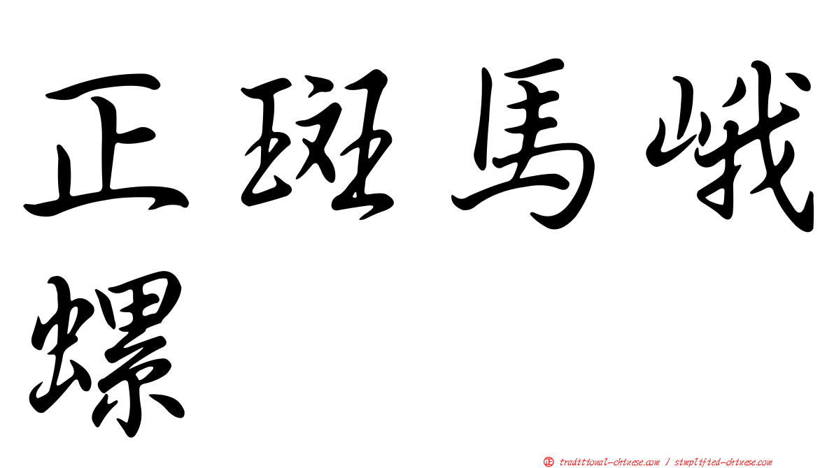 正斑馬峨螺