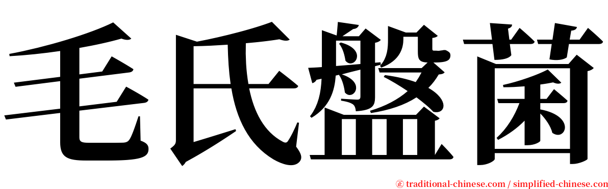 毛氏盤菌 serif font
