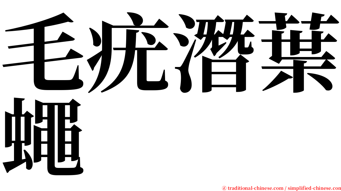 毛疣潛葉蠅 serif font