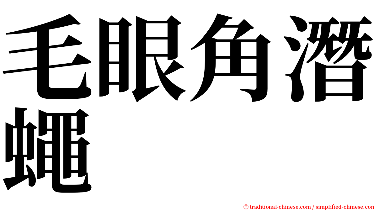 毛眼角潛蠅 serif font