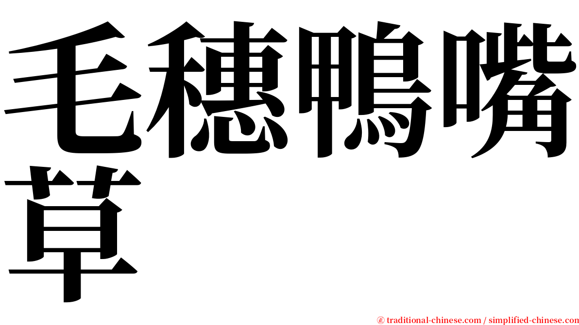 毛穗鴨嘴草 serif font