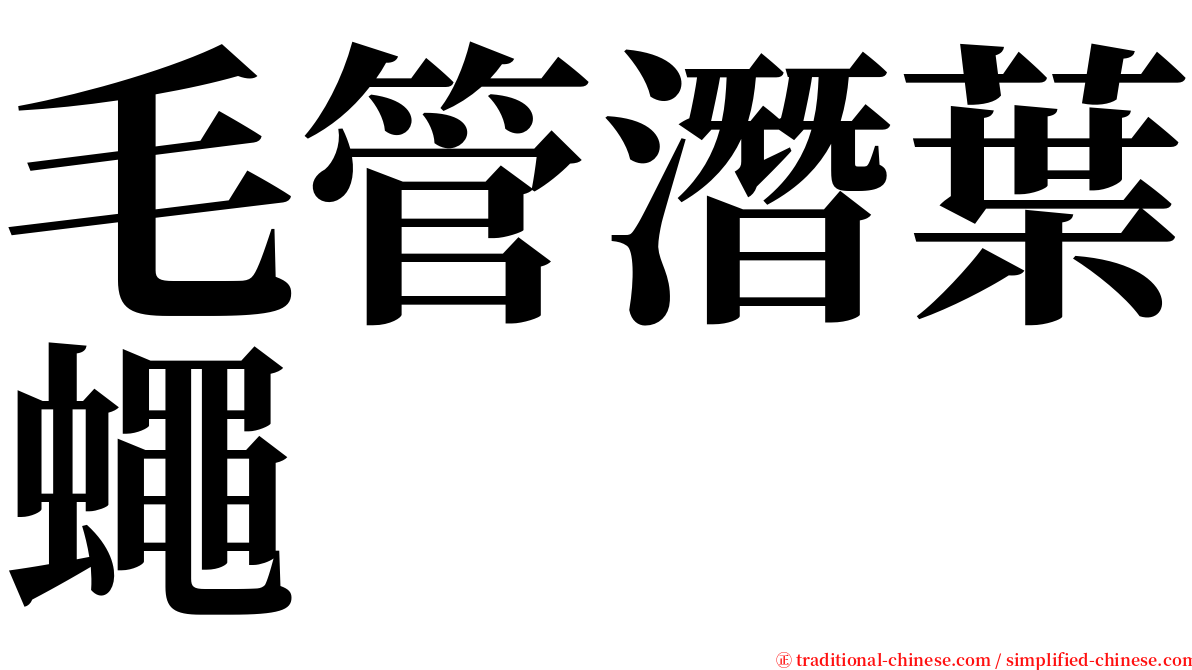 毛管潛葉蠅 serif font