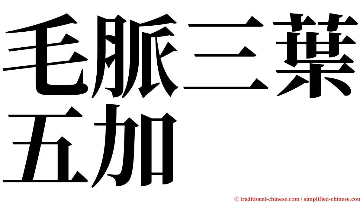 毛脈三葉五加 serif font