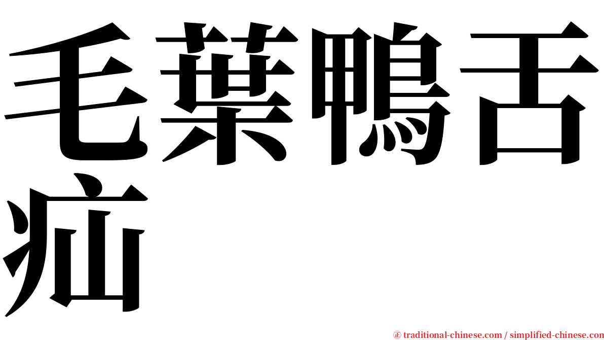 毛葉鴨舌疝 serif font