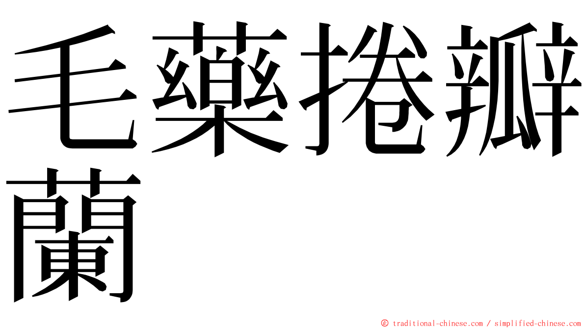 毛藥捲瓣蘭 ming font