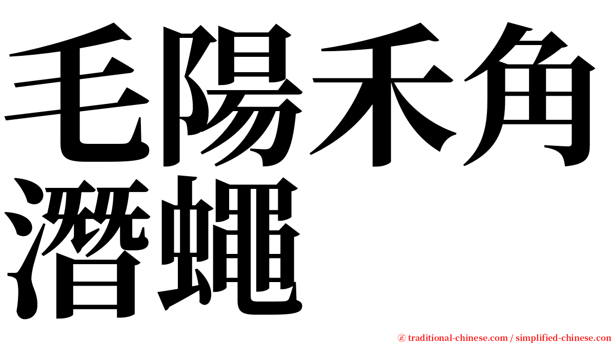 毛陽禾角潛蠅 serif font